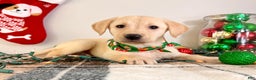 Labrador Retriever dogs for sale: Lenny - Ad 1