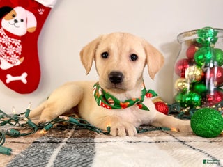 Labrador Retriever dogs Lenny - Ad 37