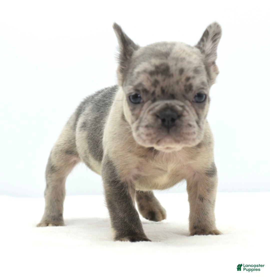 Mixed Breed dogs for sale: Hollywood merle blue  - Ad 10