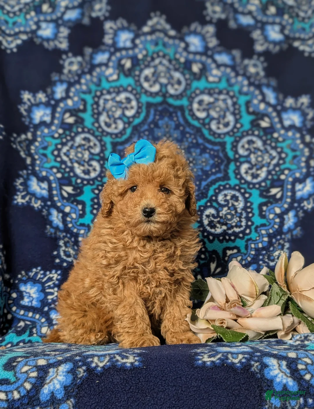 Toy Poodle dogs for sale: Ilyse 8 lbs Full Grown - Ad 3