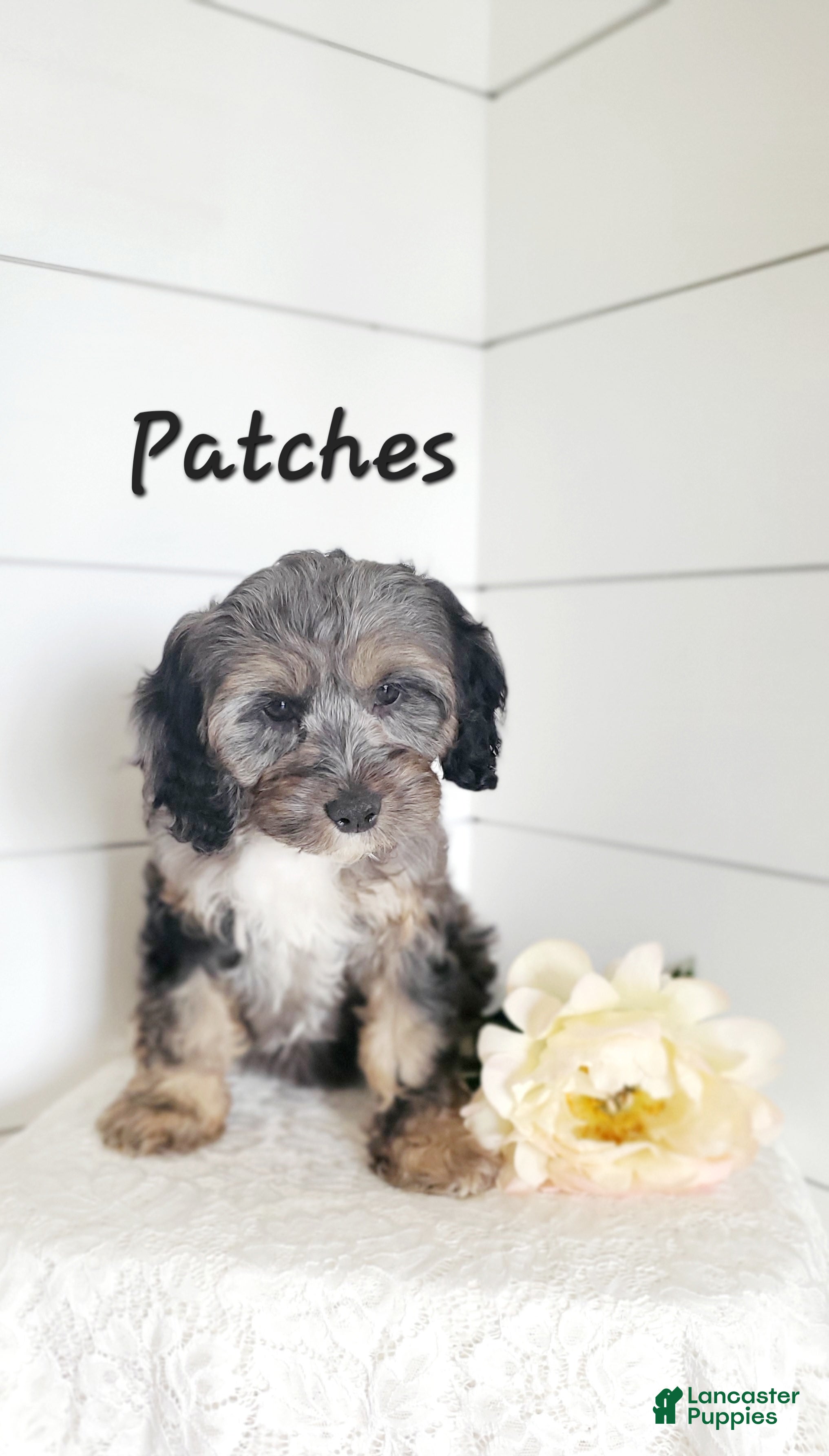Cavapoo dogs Patches  - Ad 5