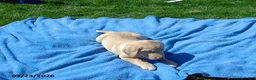 Labrador Retriever dogs for sale: Bear - Ad 3