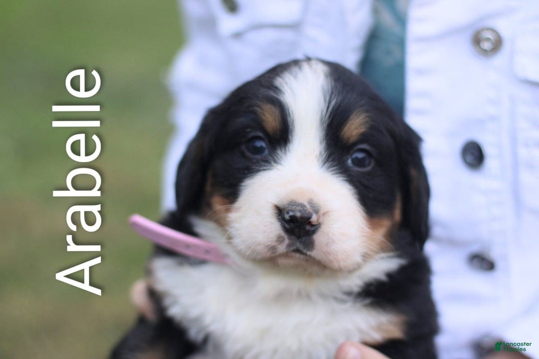 Bernese Mountain Dog dogs for sale: Arabelle - Ad 1