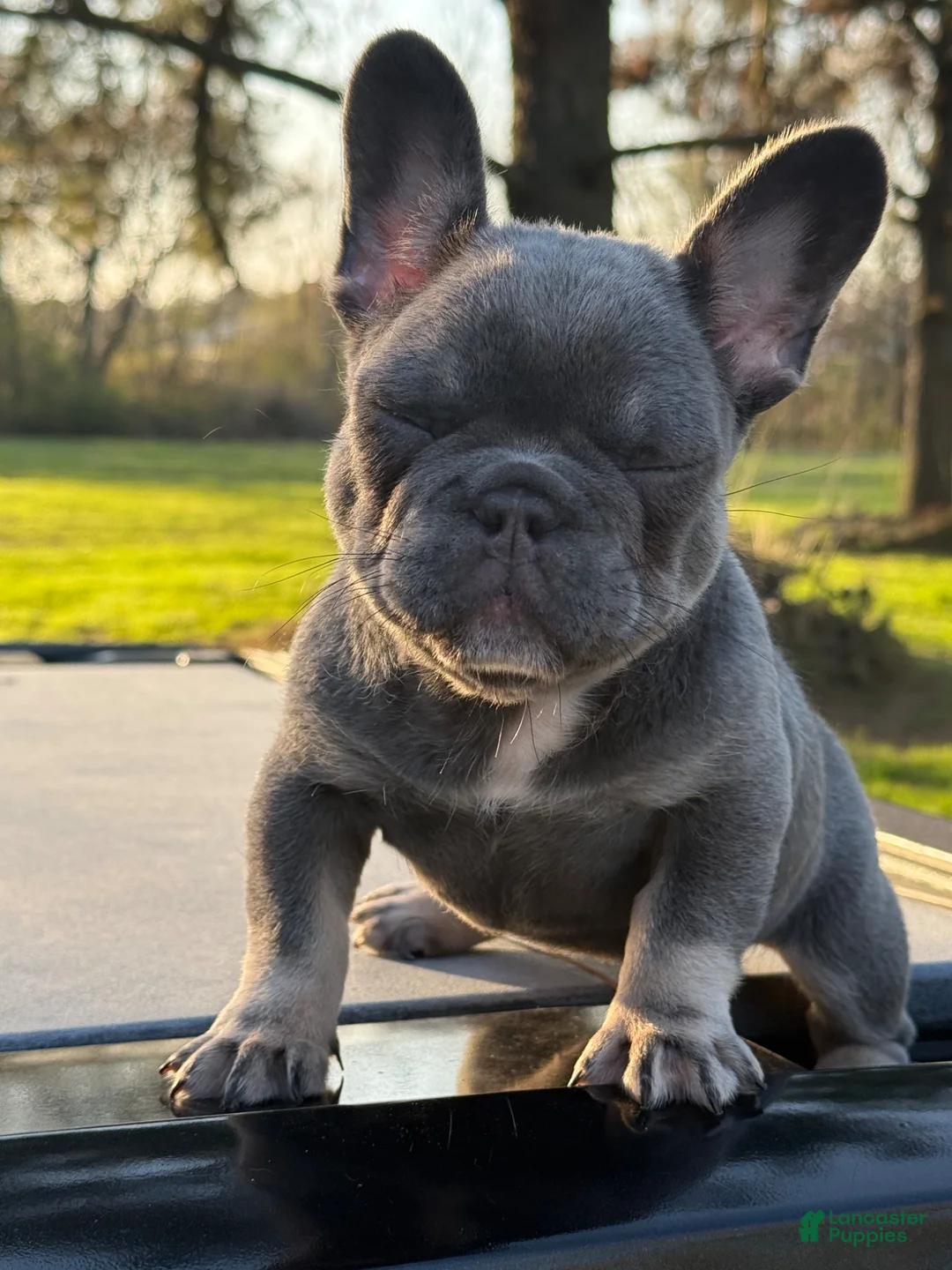 French Bulldog dogs for sale: French Bulldog Puppy 1 - Ad 2