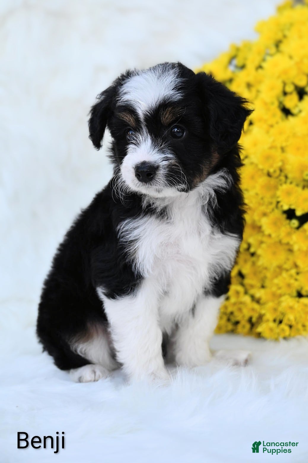 Mini Aussiedoodle dogs Benji - Ad 2