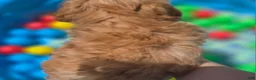 Cavapoo dogs for sale: Miles - Ad 43