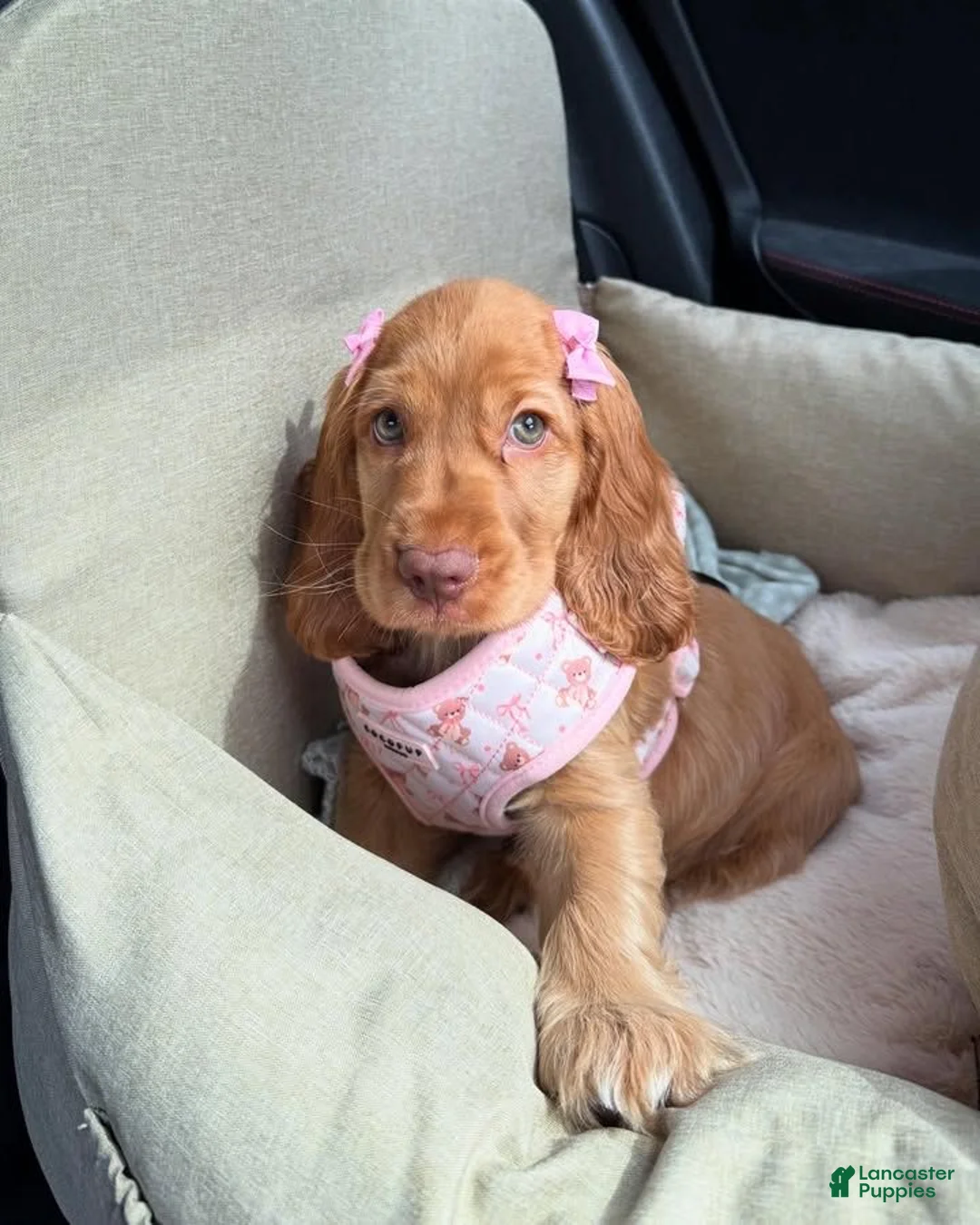 English Cocker Spaniel dogs for sale: Sienna - Ad 2