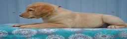 Labrador Retriever dogs for sale: Kimber - Ad 3