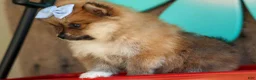 Pomeranian dogs for sale: Flossie  - Ad 21