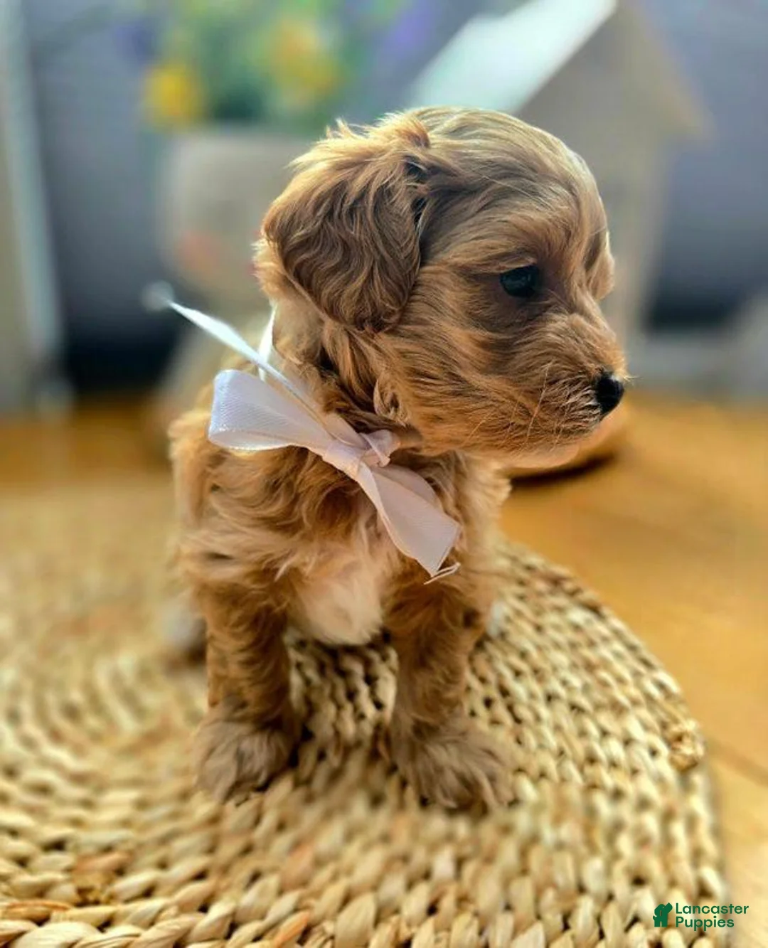 Maltipoo dogs for sale: Bella - Ad 1