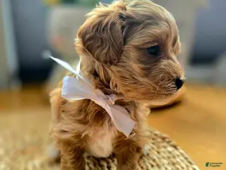 Maltipoo dogs for sale: Bella - Ad 3