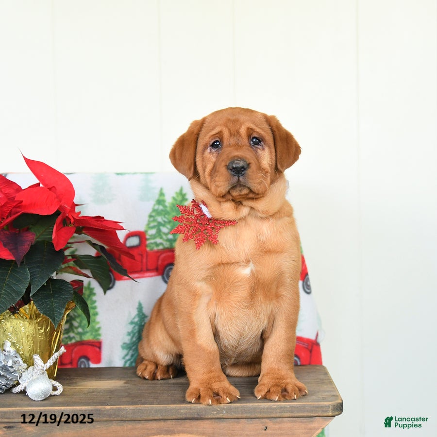 Labrador Retriever dogs Joy - Ad 26