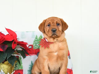 Labrador Retriever dogs Joy - Ad 26