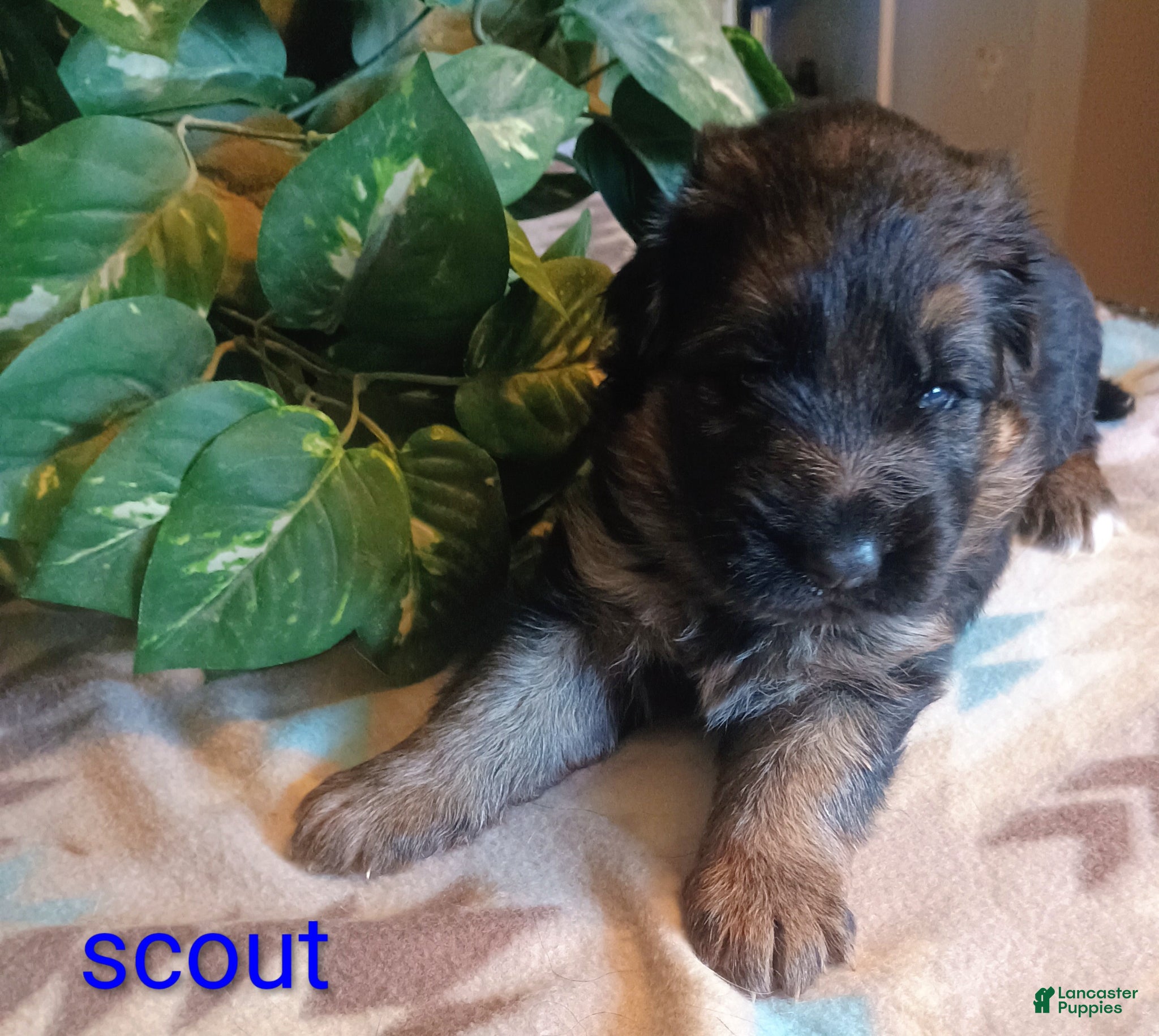 German Shepherd dogs German Shepherd Puppy 5 - Ad 34