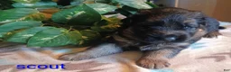 German Shepherd dogs for sale: German Shepherd Puppy 5 - Ad 1