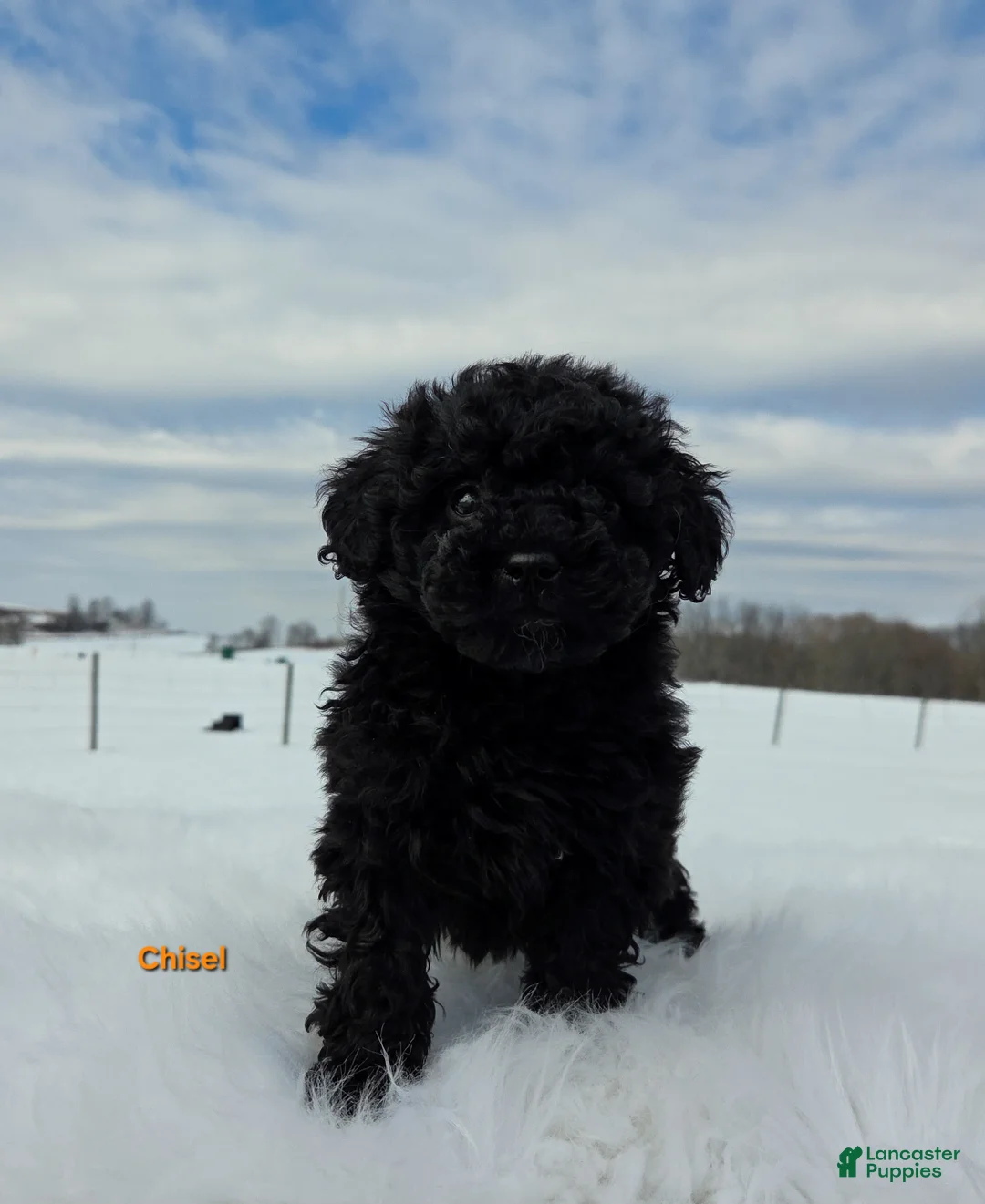 Miniature Poodle dogs for sale: Chisel  - Ad 3