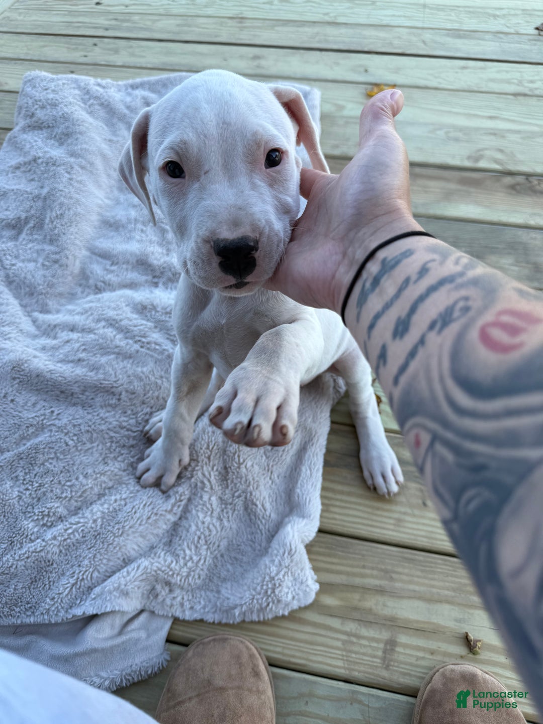 Dogo Argentino dogs for sale: Puppy M3 - Ad 58