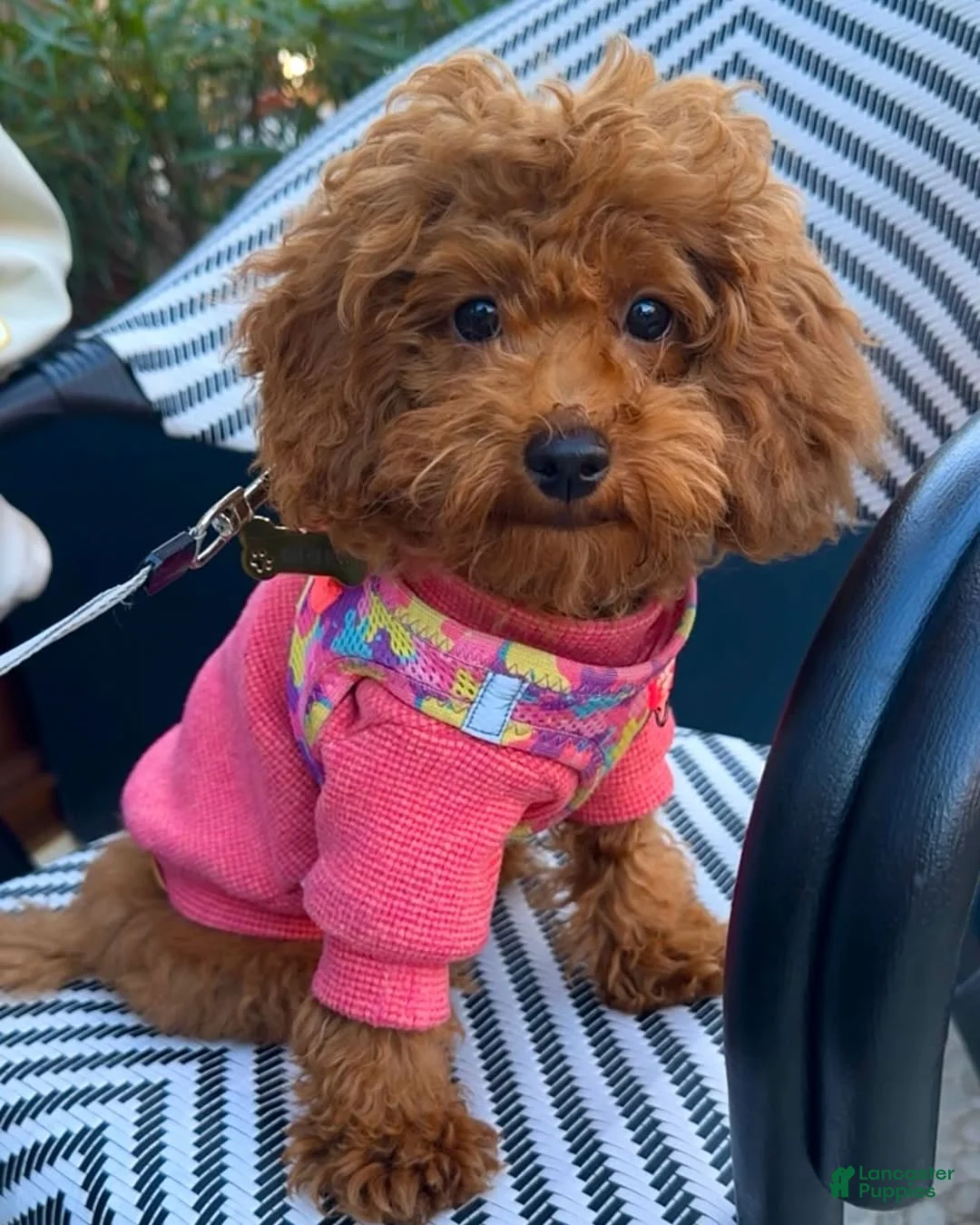 Toy Poodle dogs for sale: Kim - Ad 2