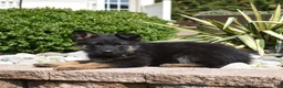German Shepherd dogs for sale: Diamond - Ad 4