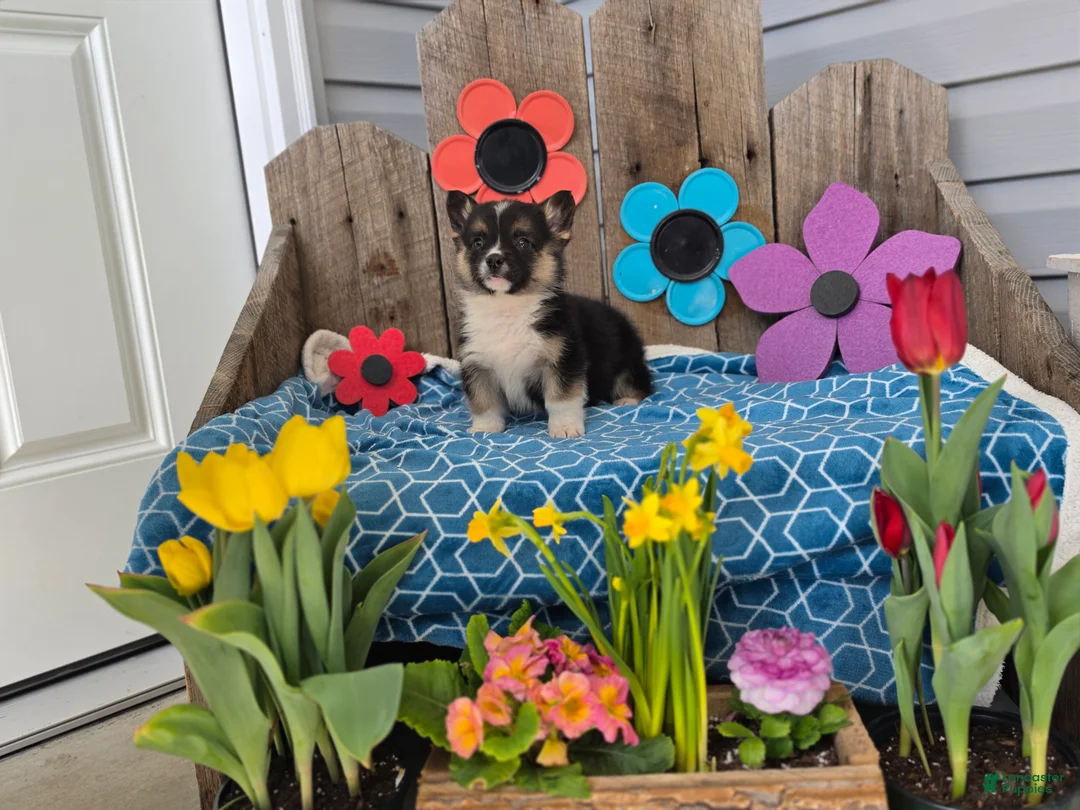 Welsh Corgi Pembroke dogs for sale: Chester - Ad 5