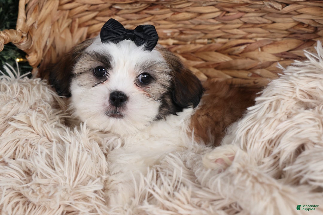 Shih Tzu dogs for sale: Prince - Ad 13