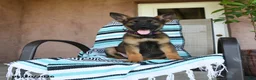 German Shepherd dogs for sale: Gretel - Ad 1