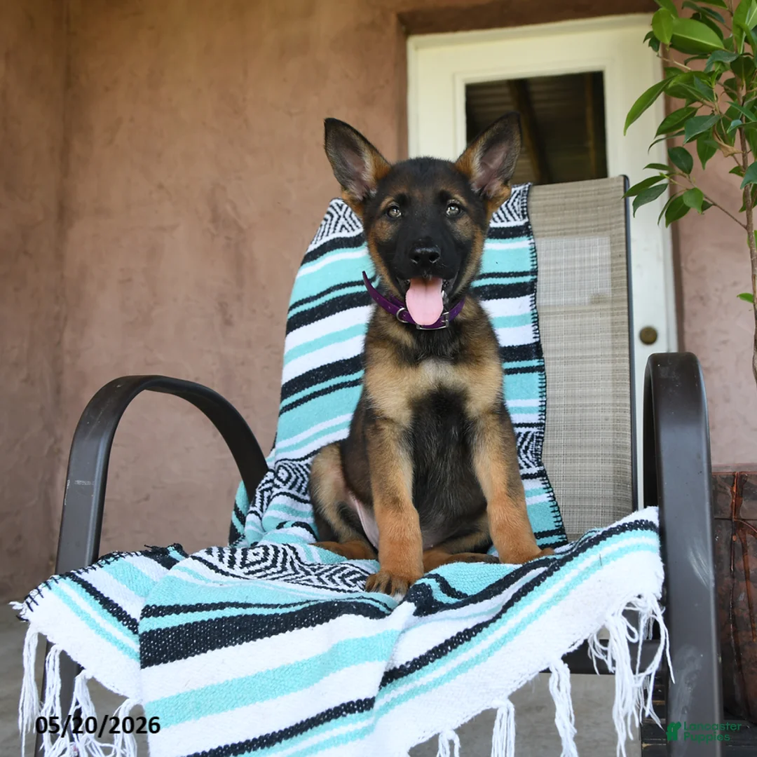 German Shepherd dogs for sale: Gretel - Ad 1