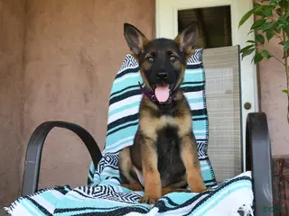 German Shepherd dogs for sale: Gretel - Ad 3