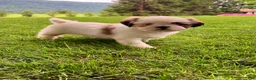 Shih Tzu dogs for sale: Twinkle - Ad 5