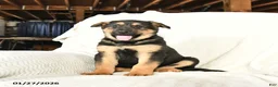 German Shepherd dogs for sale: Tango - Ad 3