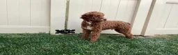 Mini Goldendoodle dogs for sale: Bruno - Ad 11