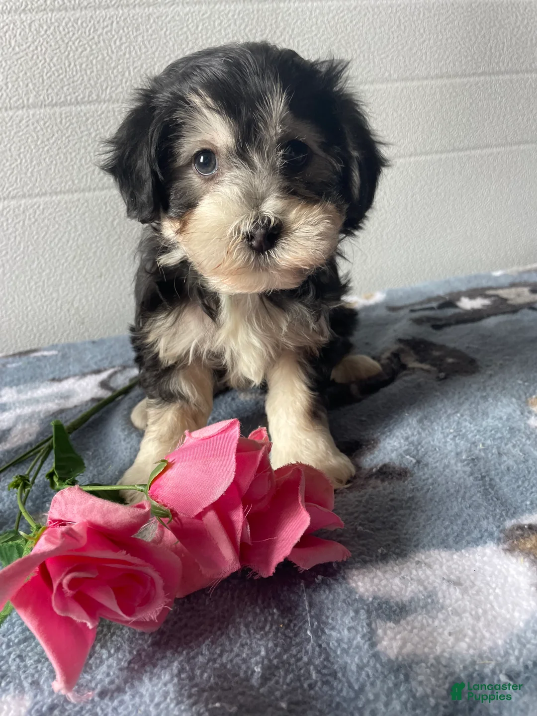 Havapoo dogs for sale: Cecil - Ad 3