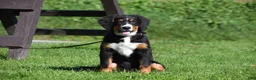 Bernese Mountain Dog dogs for sale: Trevor - Ad 4