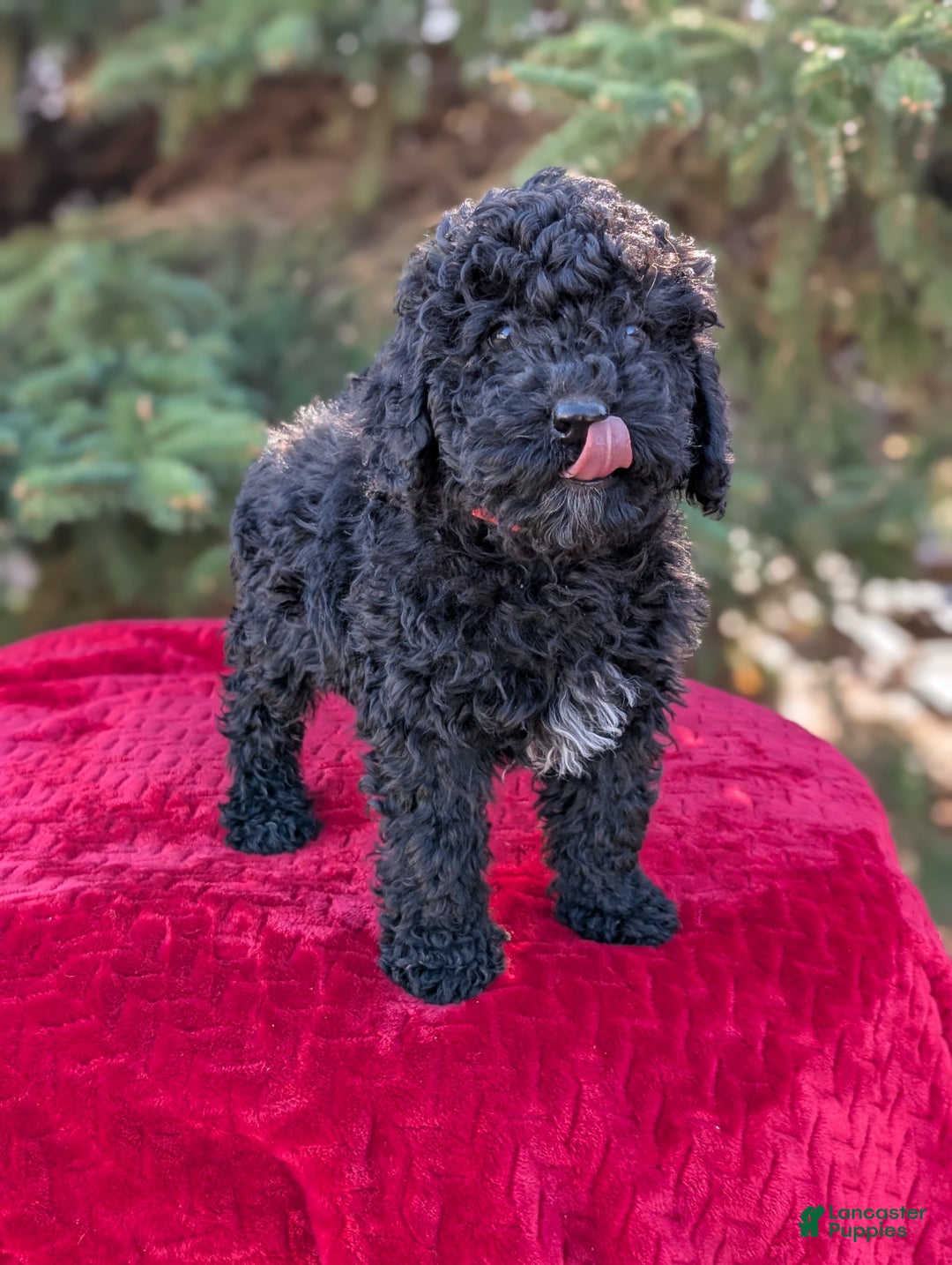 Shihpoo dogs for sale: Winston  - Ad 3