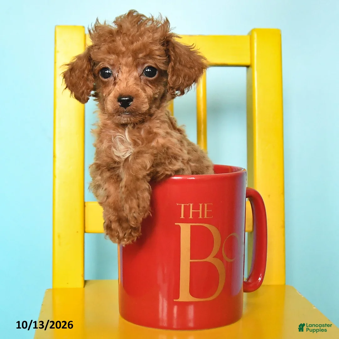 Toy Poodle dogs for sale: Dorothy - Ad 2