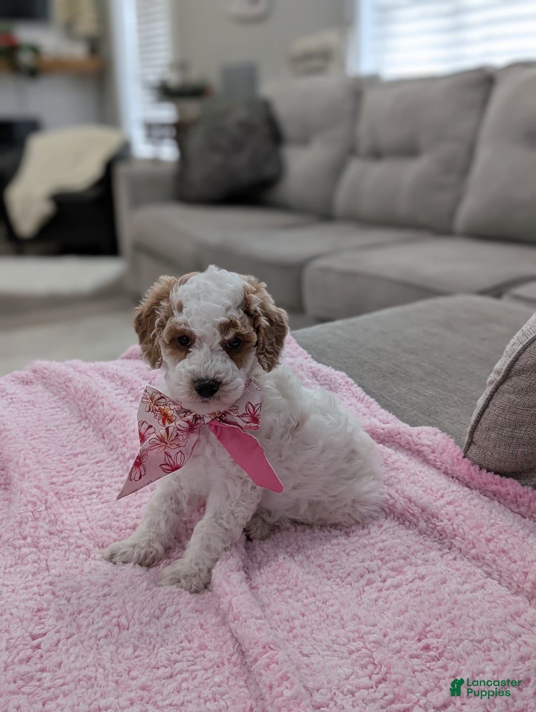 Toy Poodle dogs for sale: Woody  - Ad 3