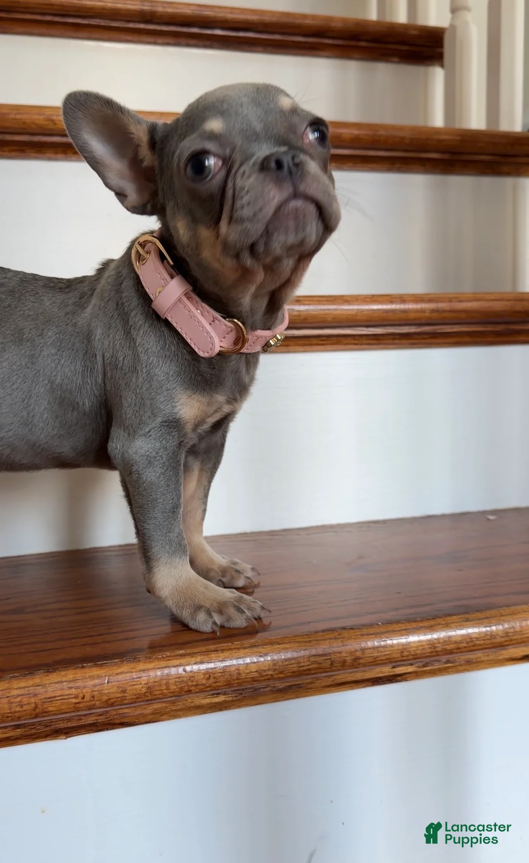 French Bulldog dogs for sale: Cherry - Ad 3