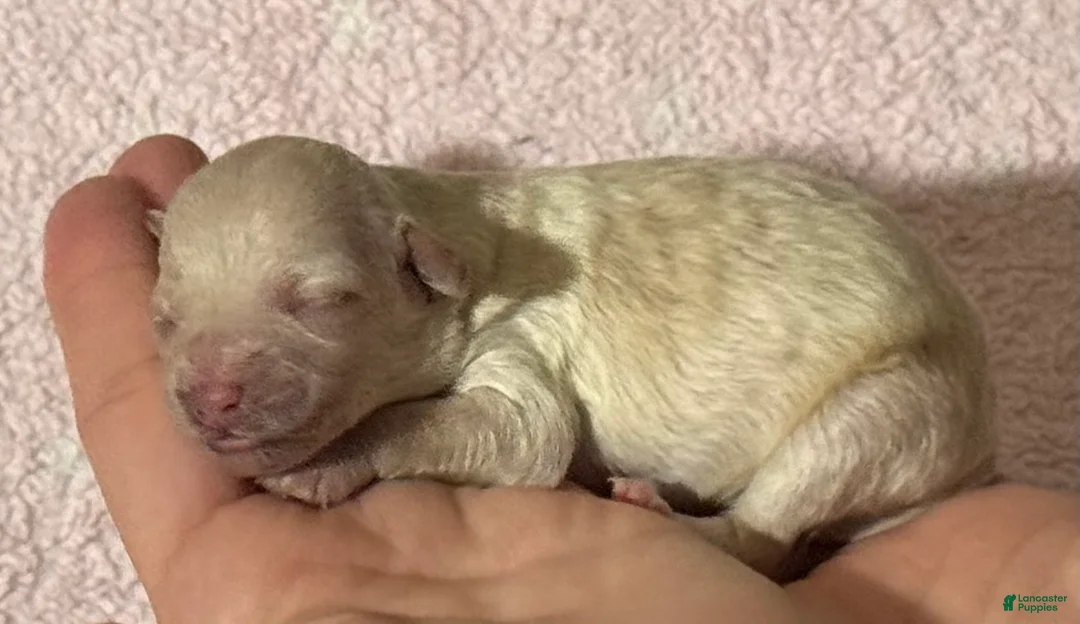 Maltipoo dogs for sale: Honey - Ad 1