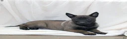 Belgian Malinois dogs for sale: Belgian Malinois Puppy 1 - Ad 2