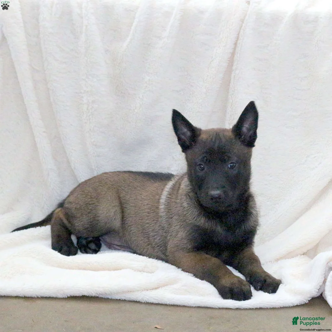 Belgian Malinois dogs for sale: Belgian Malinois Puppy 1 - Ad 2