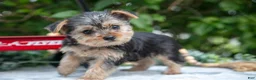 Yorkshire Terrier dogs for sale: Echo - Ad 1