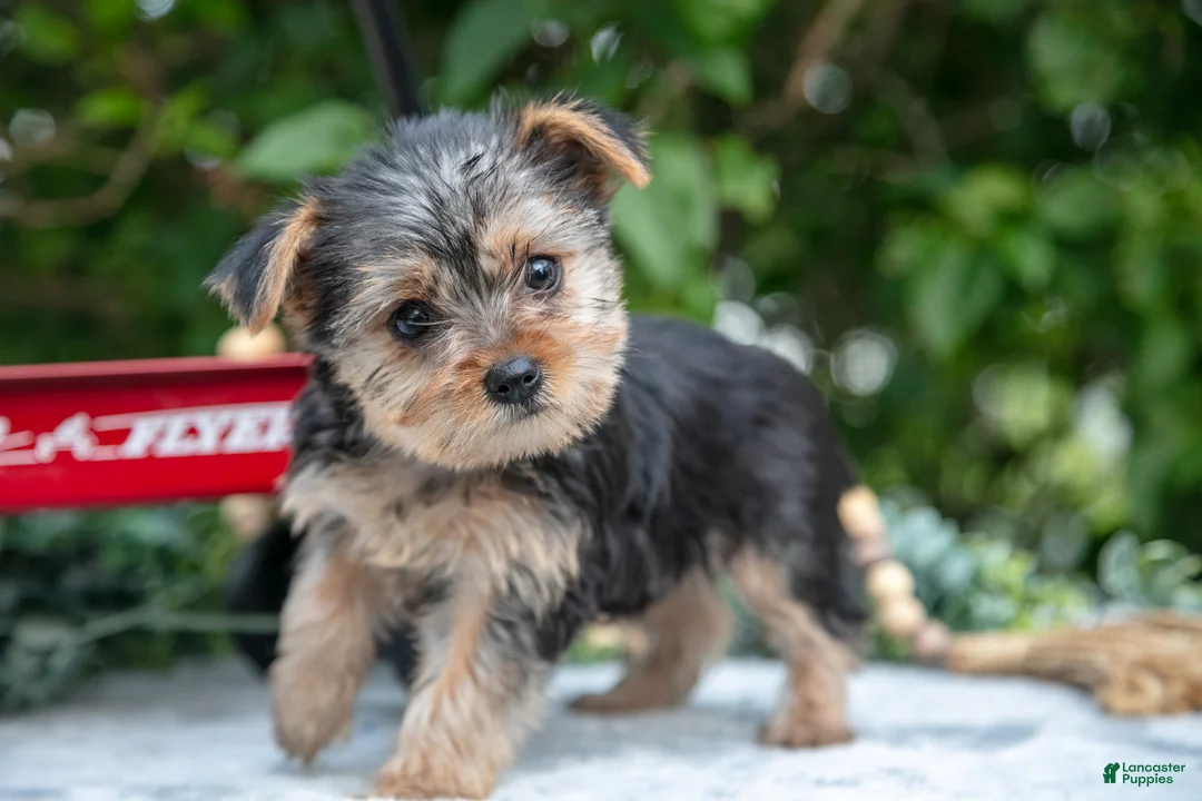 Yorkshire Terrier dogs for sale: Echo - Ad 1