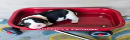 English Springer Spaniel dogs for sale: Skye - Ad 5