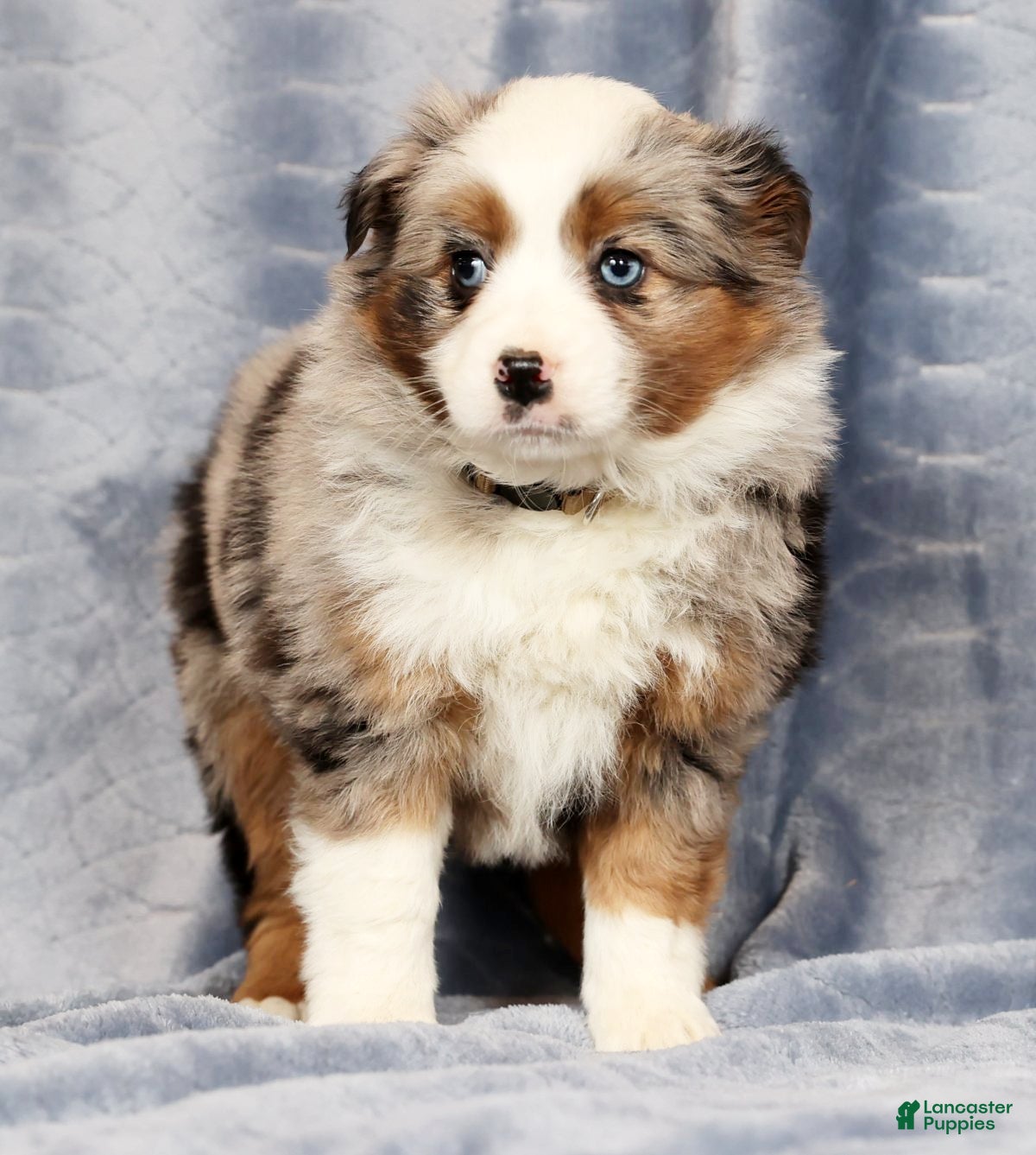 Miniature Australian Shepherd dogs Emmy - Ad 2