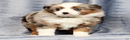Miniature Australian Shepherd dogs for sale: Emmy - Ad 2