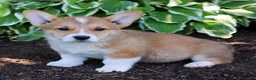 Welsh Corgi Pembroke dogs for sale: Knight  - Ad 2