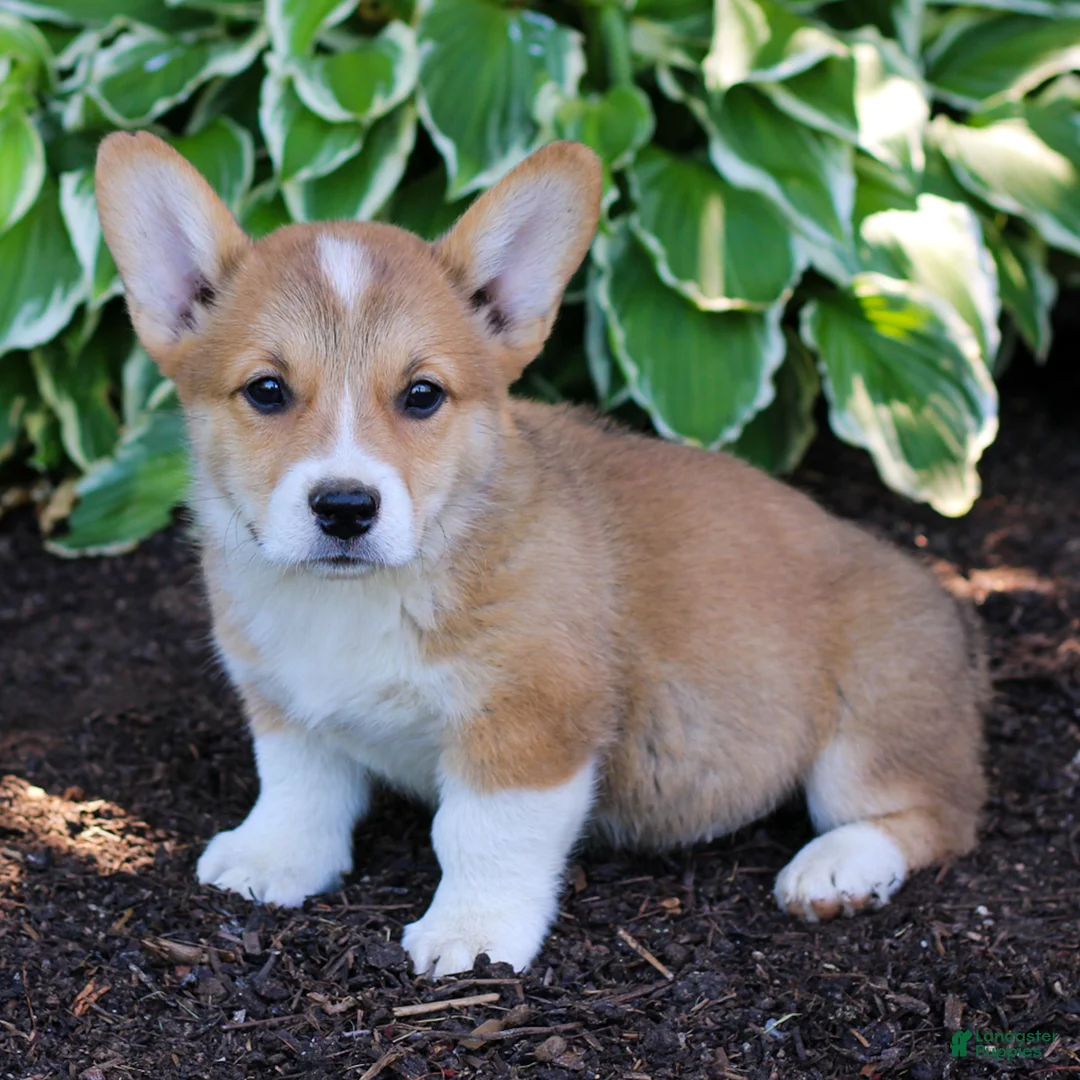 Welsh Corgi Pembroke dogs for sale: Knight  - Ad 2