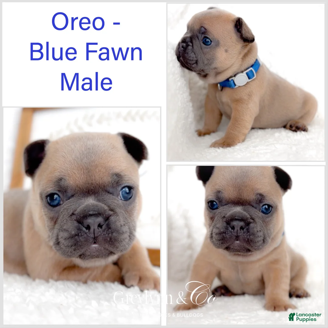 French Bulldog dogs for sale: Oreo - Ad 2