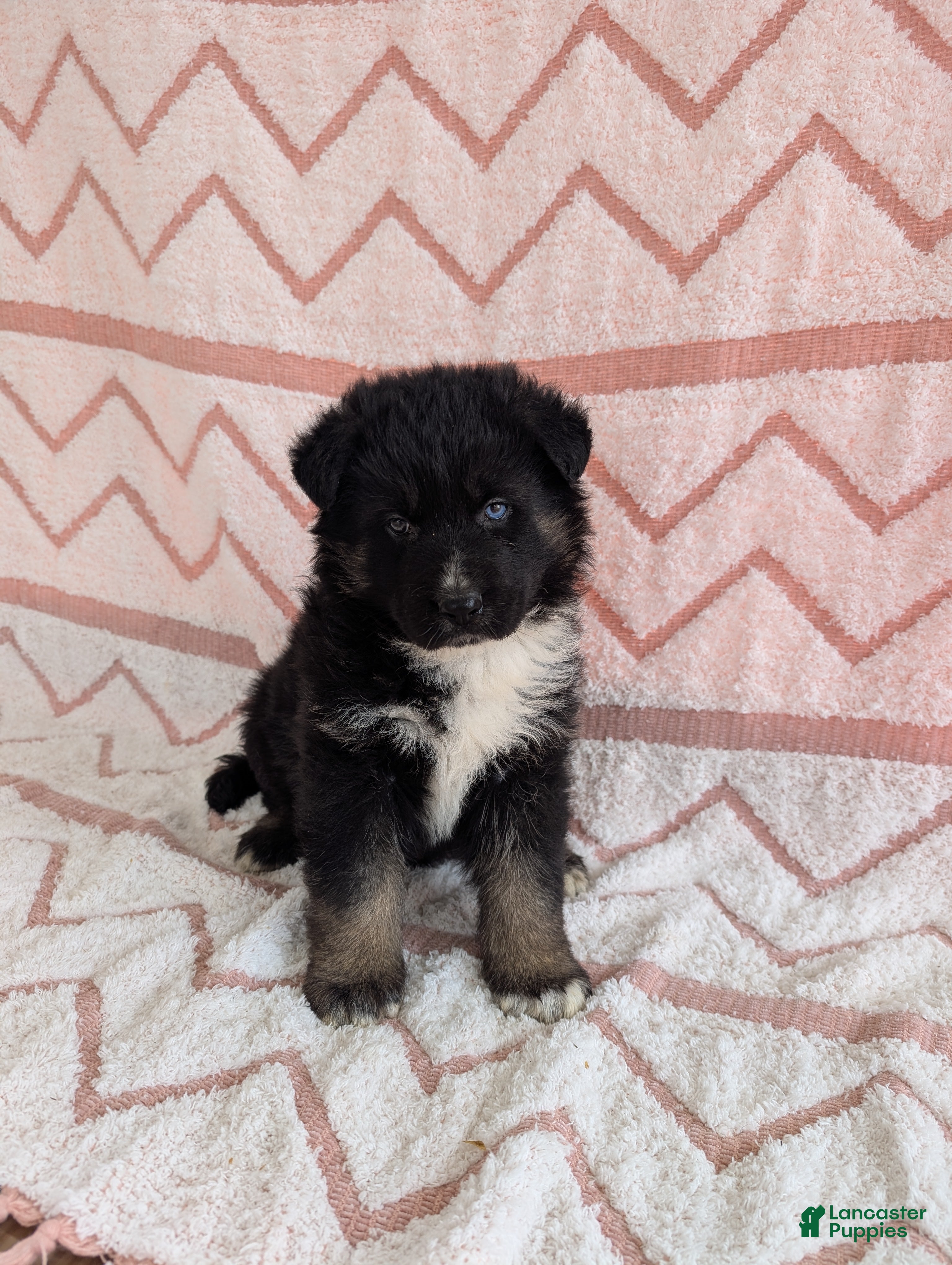 Gerberian Shepsky dogs Bentley  - Ad 1