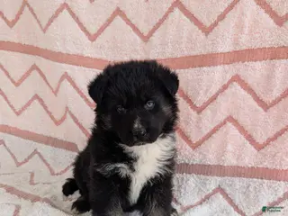 Gerberian Shepsky dogs for sale: Bentley - Ad 4